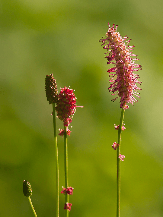 Sanguisorba off Blackthorn